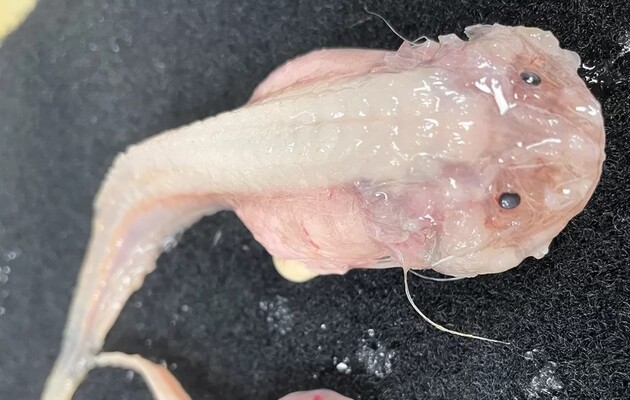Вченим вдалося знайти найглибоководнішу рибу на Землі