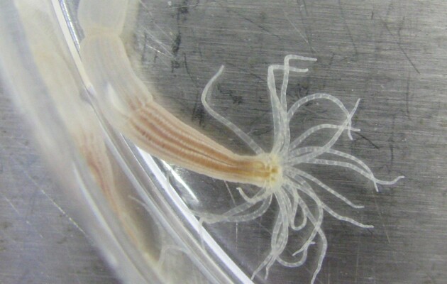 Анемони-зірочки виявилися здатними до навчання