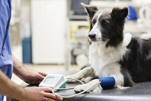 Электронный рецепт 2023: как приобрести лекарства для лечения животных