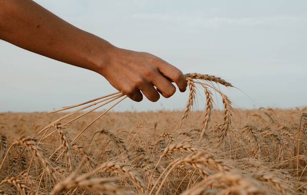 В Минагрополитики объяснили, почему торговля зерном перешла на наличку