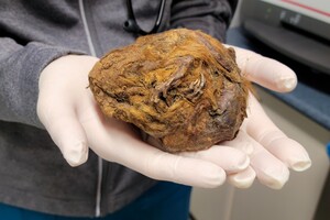 Ученым удалось раскрыть тайну загадочного мумифицированного существа возрастом 30 тысяч лет