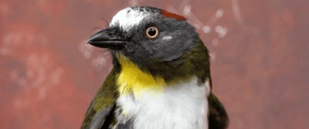 Вчені знайшли два нових види птахів, які виділяють небезпечний токсин
