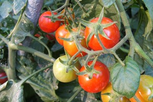 Весняне подорожчання: ціни на імпортні томати за тиждень рекордно зросли
