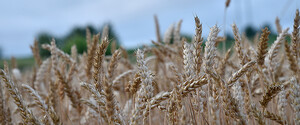 Украина нарастила экспорт агропродовольственной продукции за I квартал 2023 года
