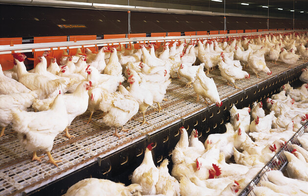 Експерти прогнозують зростання виробництва м'яса птиці в Україні у 2023 році