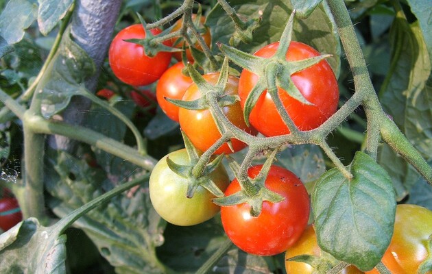 В Україні розпочався сезон місцевих тепличних помідорів