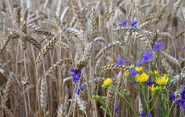 Еврокомиссия на месяц запретила импорт зерна из Украины в пять «прифронтовых» стран ЕС