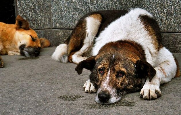 В Госдуме предлагают отправить на войну бездомных собак. И это не шутка