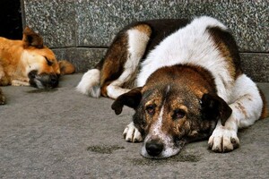 В Госдуме предлагают отправить на войну бездомных собак. И это не шутка
