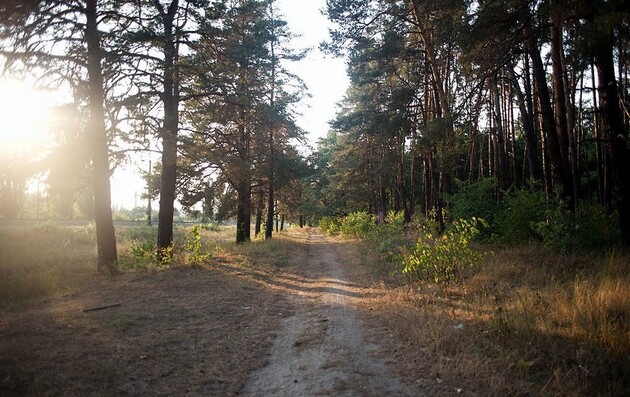 Беличанский лес: Киевсовет может спасти от застройки 100 га заповедной зоны
