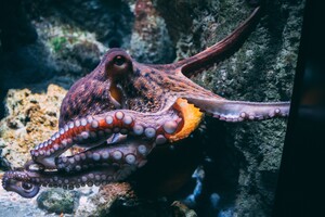 Ученые считают, что осьминогам тоже снятся кошмары