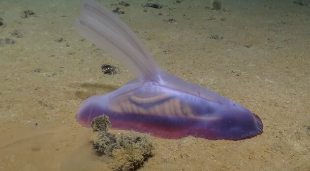 На дні Тихого океану виявлено невідомих раніше тварин