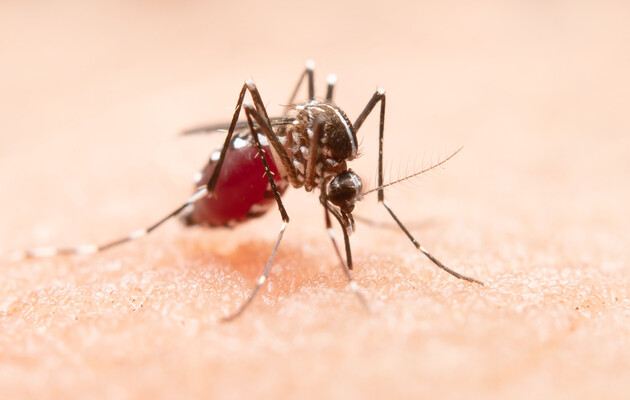 Чтобы не кусали: как защитить себя и детей от комаров