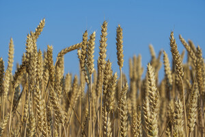 Еврокомиссия продлила запрет на импорт украинского зерна в пять стран ЕС