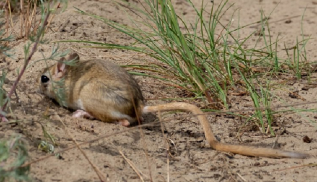 Товстохвостий тушканчик Фальц-Фейна. Фото: Михайло Русин