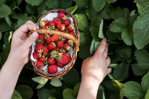Ціни на ягоди: в Україні подорожчала полуниця