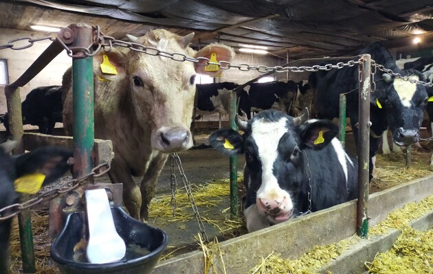 Молочна ферма під ключ може врятувати як окрему сім’ю, так і цілу галузь