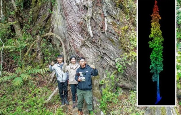 Дерево является самым высоким в Азии