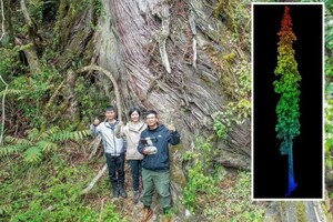 В самом глубоком каньоне Земли нашли дерево высотой со статую Свободы