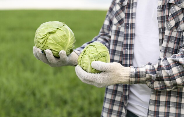 Цены на овощи: в Украине подешевела капуста