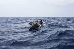 Россия удвоила численность боевых дельфинов в Севастопольской бухте – британская разведка