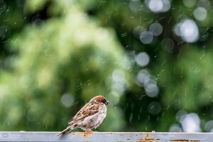 Дощі затримаються: синоптик дав прогноз погоди на тиждень