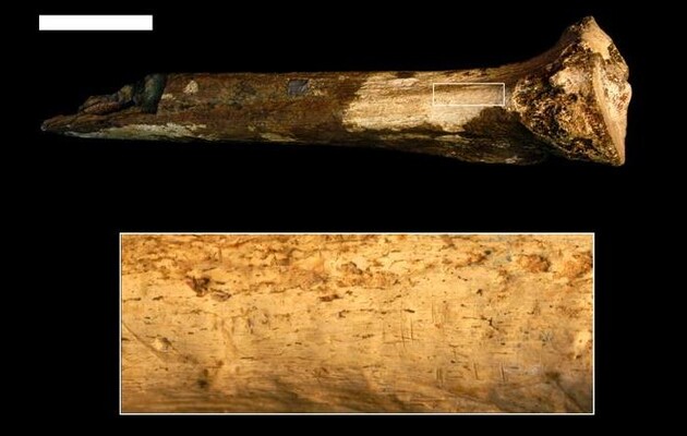Вчені знайшли останки загадкового предка людини, якого зарізали та з'їли 1,5 мільйона років тому