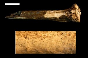 Вчені знайшли останки загадкового предка людини, якого зарізали та з'їли 1,5 мільйона років тому