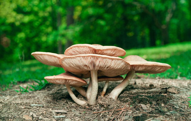 Отравления грибами: как его избежать