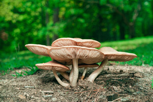 Отруєння грибами: як його уникнути