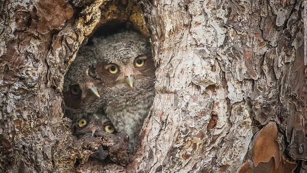 Люди почали активніше полювати на сов через те, що вони з'явилися у фільмі