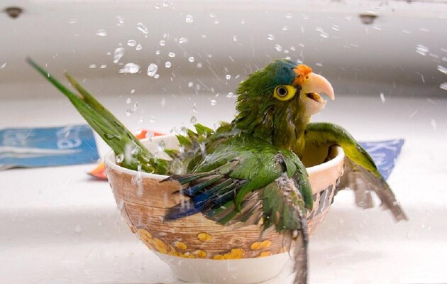 Світ пережив найспекотніший тиждень в історії спостережень