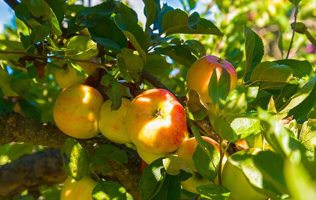 Майже вдвічі дорожче: скільки коштують молоді яблука цього року