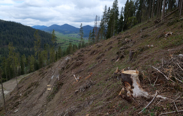 Чиновник лесного хозяйства в Винницкой области получил подозрение: незаконно вырубил деревья на 2 млн грн