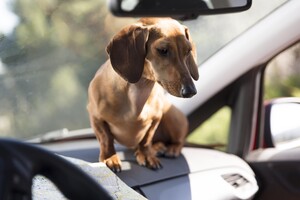 В полиции напомнили об опасности оставления животных в авто во время жары