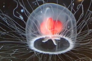 «Бессмертная медуза»: морское существо, возможно, может жить «вечно»