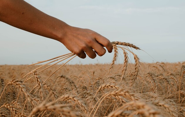 Пять стран ЕС требуют продления запрета на импорт украинского зерна