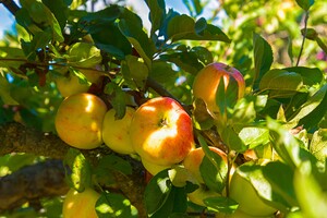 Сезон у розпалі: в Україні подешевшали яблука