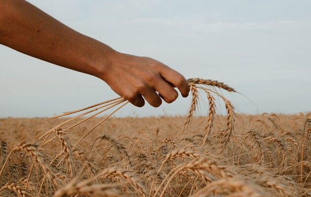 «Жменька пожертвувань» – глава ООН оцінив «безкоштовне зерно» Путіна для Африки