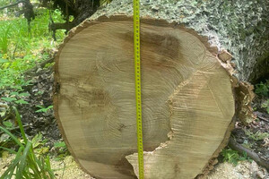 Інспектори Галицького національного парку отримали підозри: дозволили масову вирубку дерев на 6 млн грн
