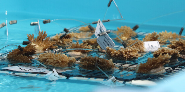 Американські вчені «евакуюють» корали з океану через високі температури