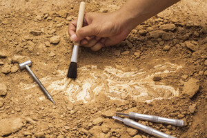 Палеонтологи нашли останки самого тяжелого животного на Земле