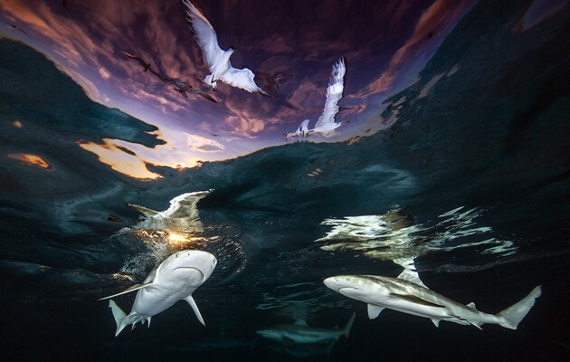 Температура океанів досягла рекордних значень