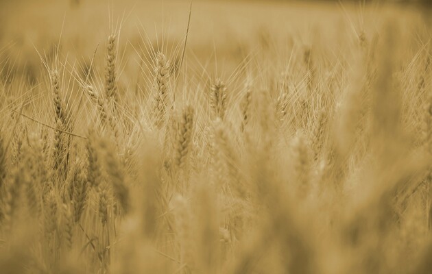 Урожай зерна оккупанты вывозят из Херсонской области через Крым - ЦНС