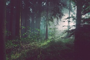 У Полтавській області СБУ викрили схему незаконної вирубки та продажу лісу 
