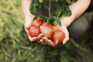 В Украине подешевели тепличные томаты