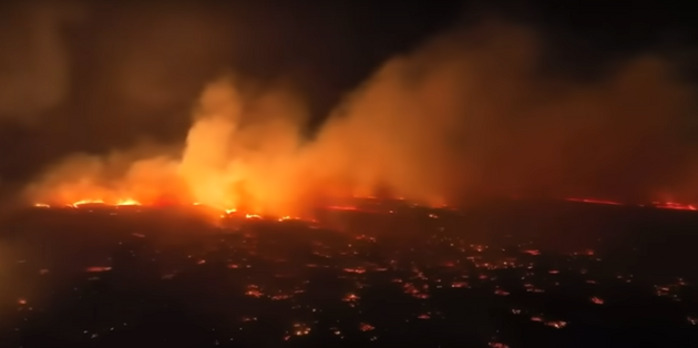 Найстаріше дерево острова Мауї згоріло під час лісових пожеж