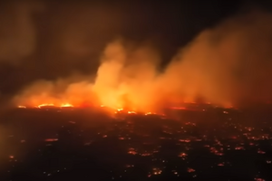 Самое старое дерево острова Мауи сгорело во время лесных пожаров