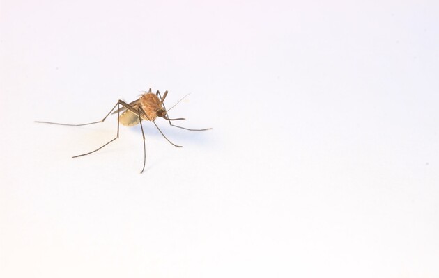 Вчені з'ясували, який запах людини сильно приваблює комарів