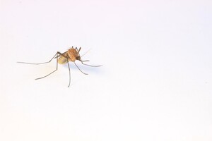 Ученые выяснили, какой запах человека сильно привлекает комаров
